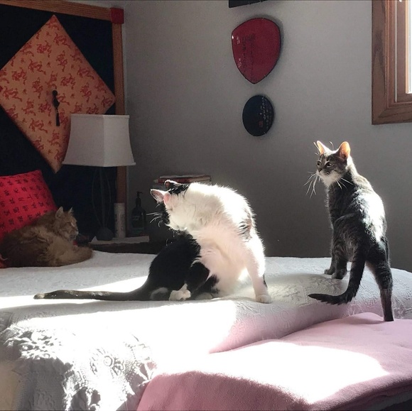 Meet your Posher, Bri - Picture 1 of 9